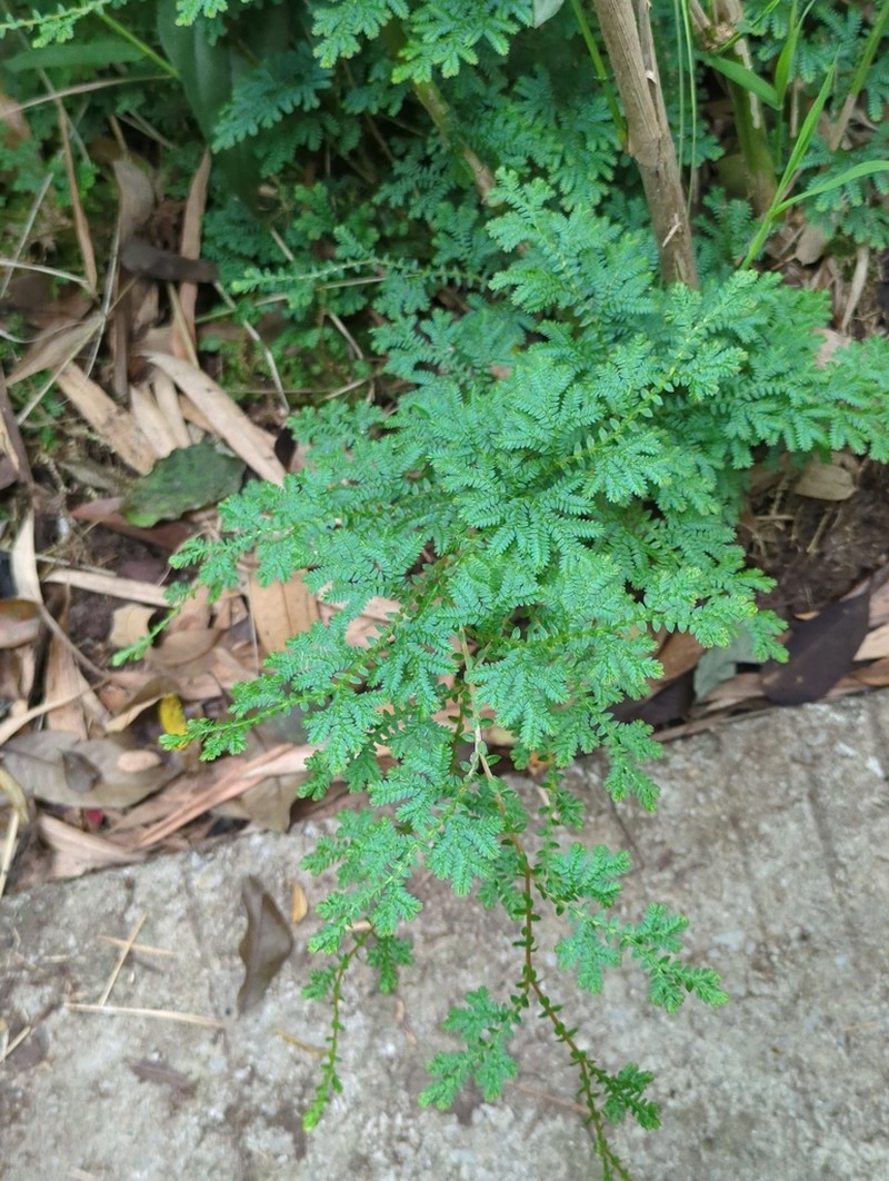 Selaginella remotifolia photo 4
