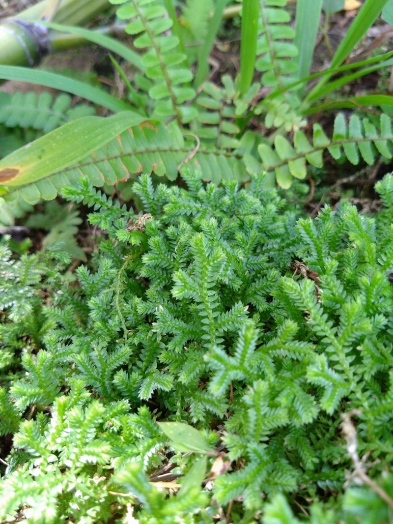 Selaginella remotifolia photo 5