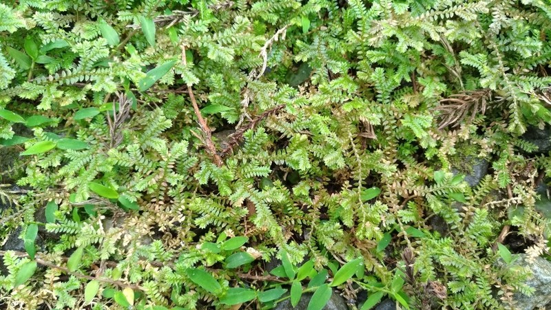 Selaginella remotifolia photo 6
