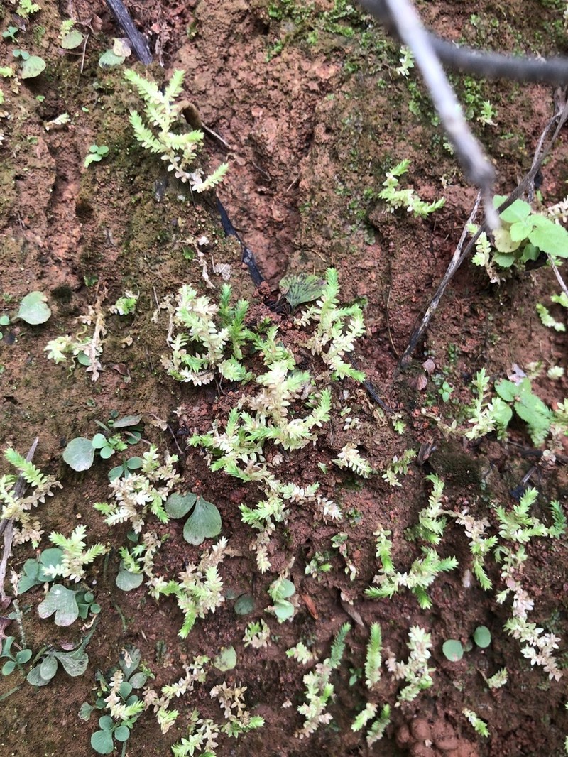 Selaginella remotifolia photo 7