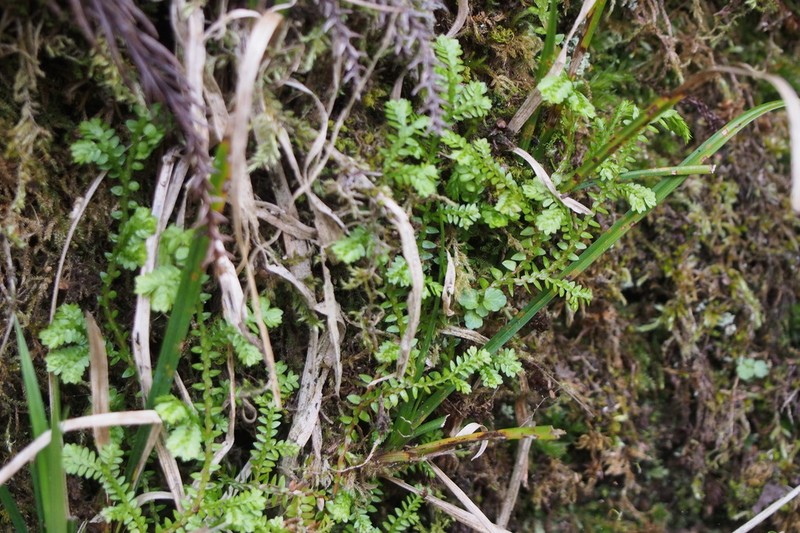 Selaginella remotifolia photo 8