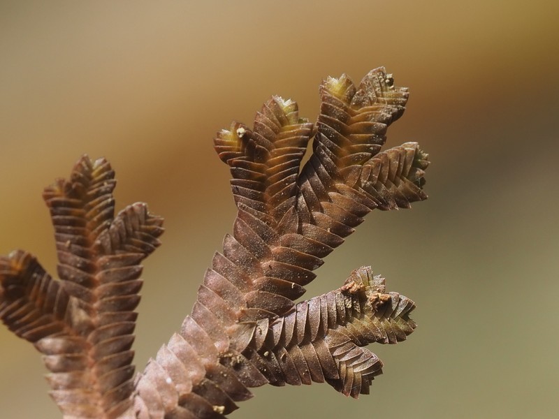 Selaginella repanda