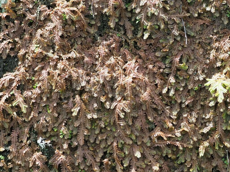 Selaginella repanda photo 2