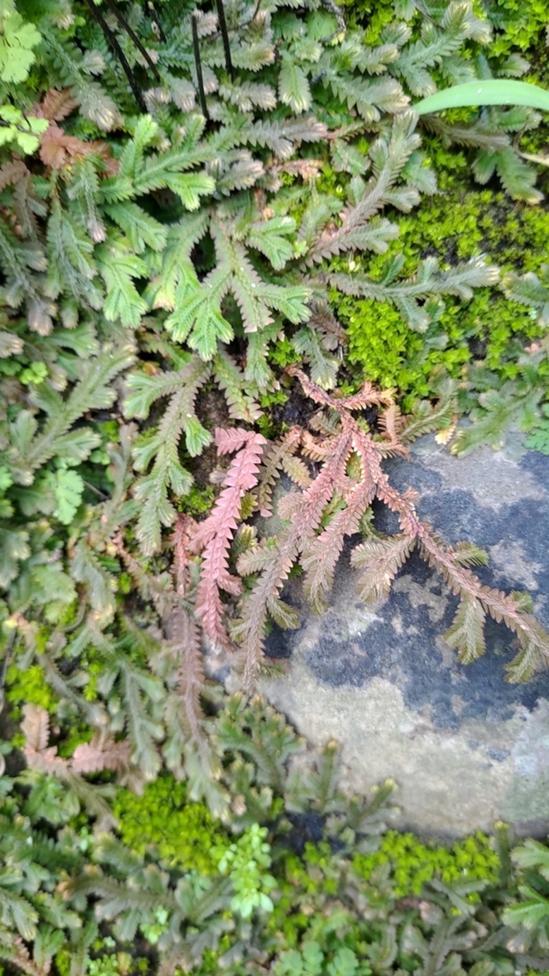 Selaginella repanda photo 3