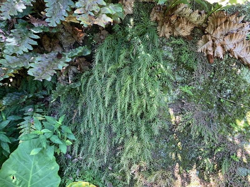 Selaginella repanda photo 4