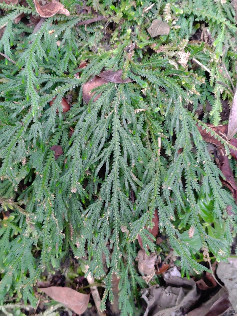 Selaginella repanda photo 5