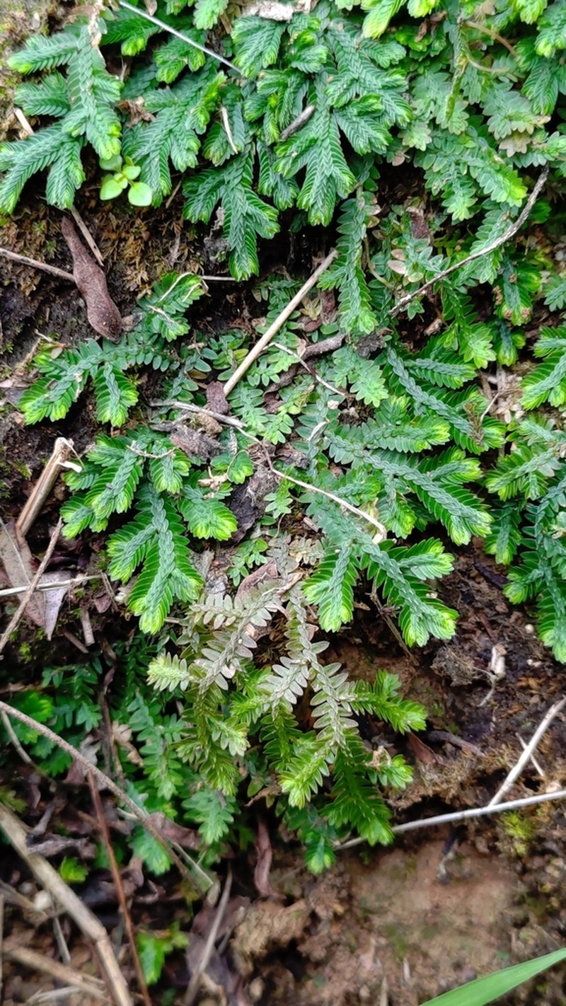 Selaginella repanda photo 6