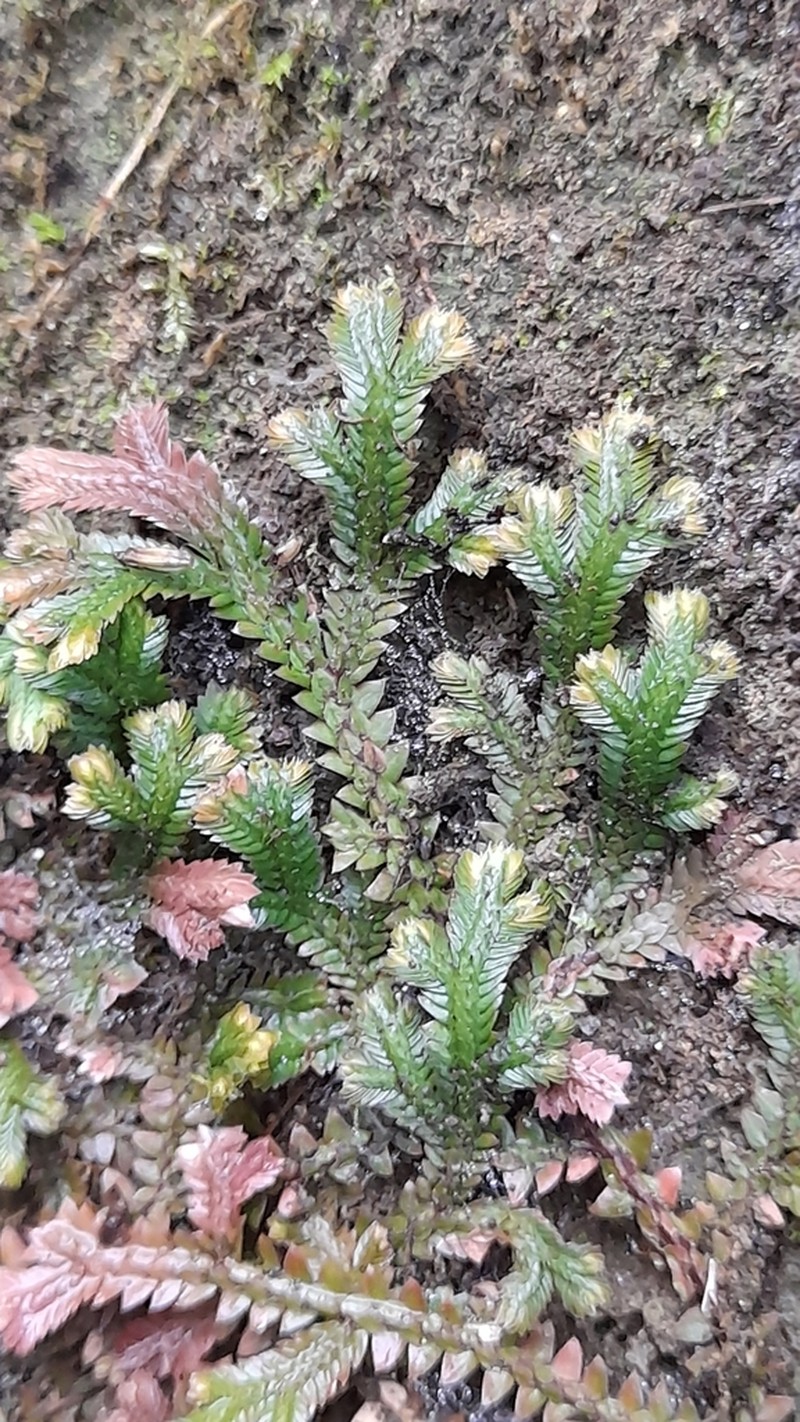 Selaginella repanda photo 7