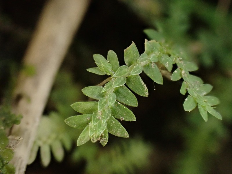 Selaginella repanda photo 8