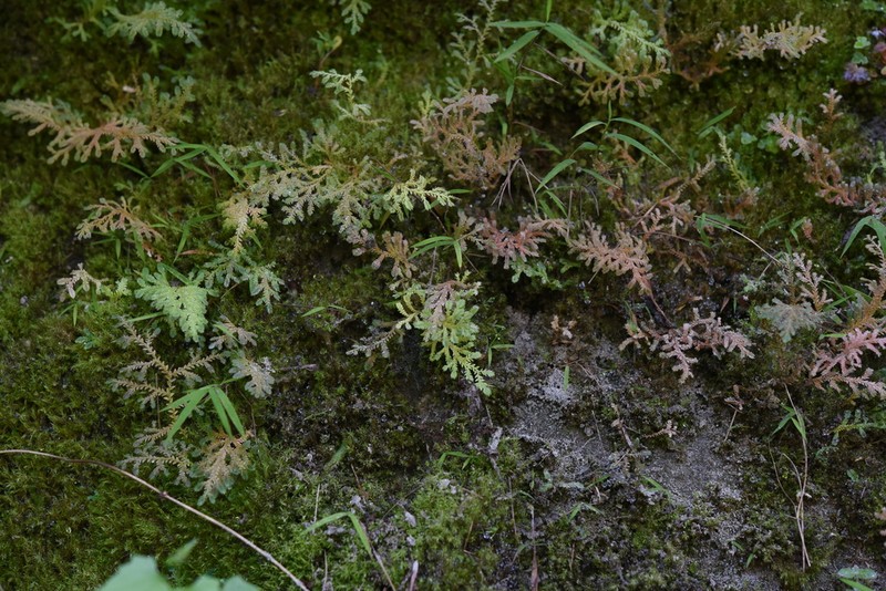 Selaginella reticulata