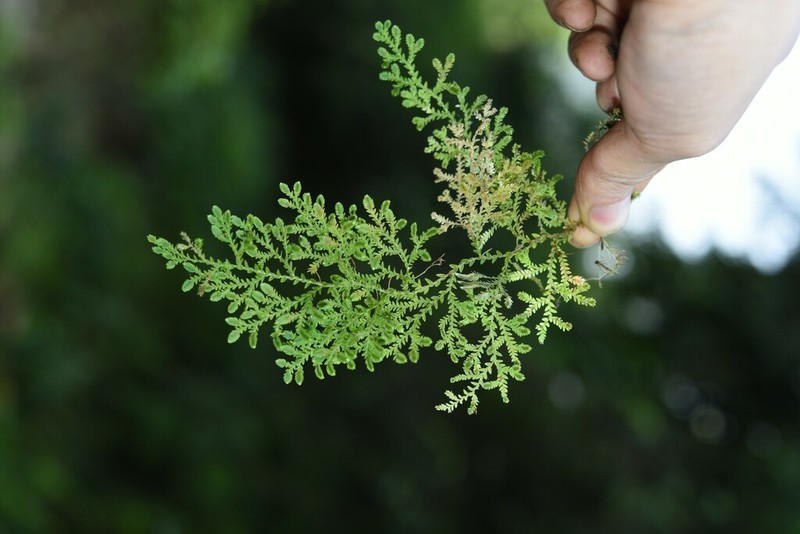 Selaginella reticulata photo 2