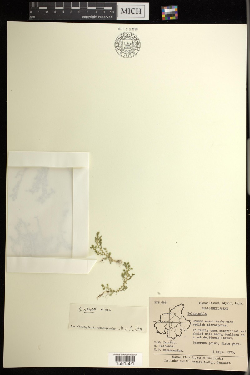 Selaginella reticulata photo 4