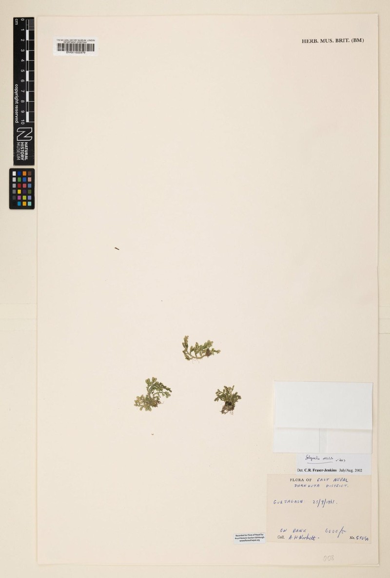 Selaginella reticulata photo 6