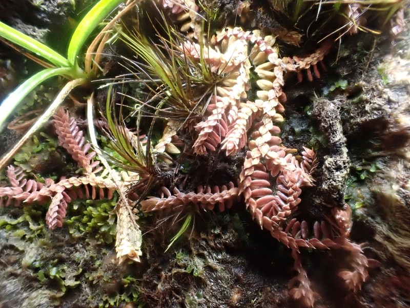 Selaginella revoluta