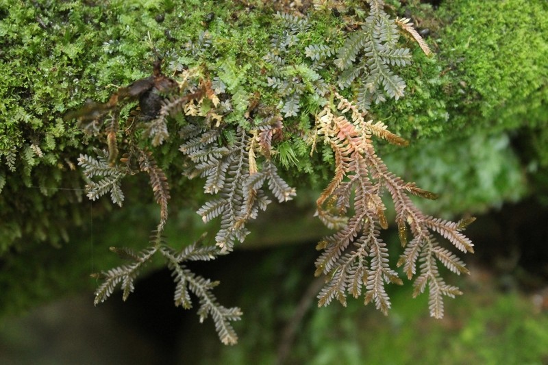 Selaginella revoluta photo 2