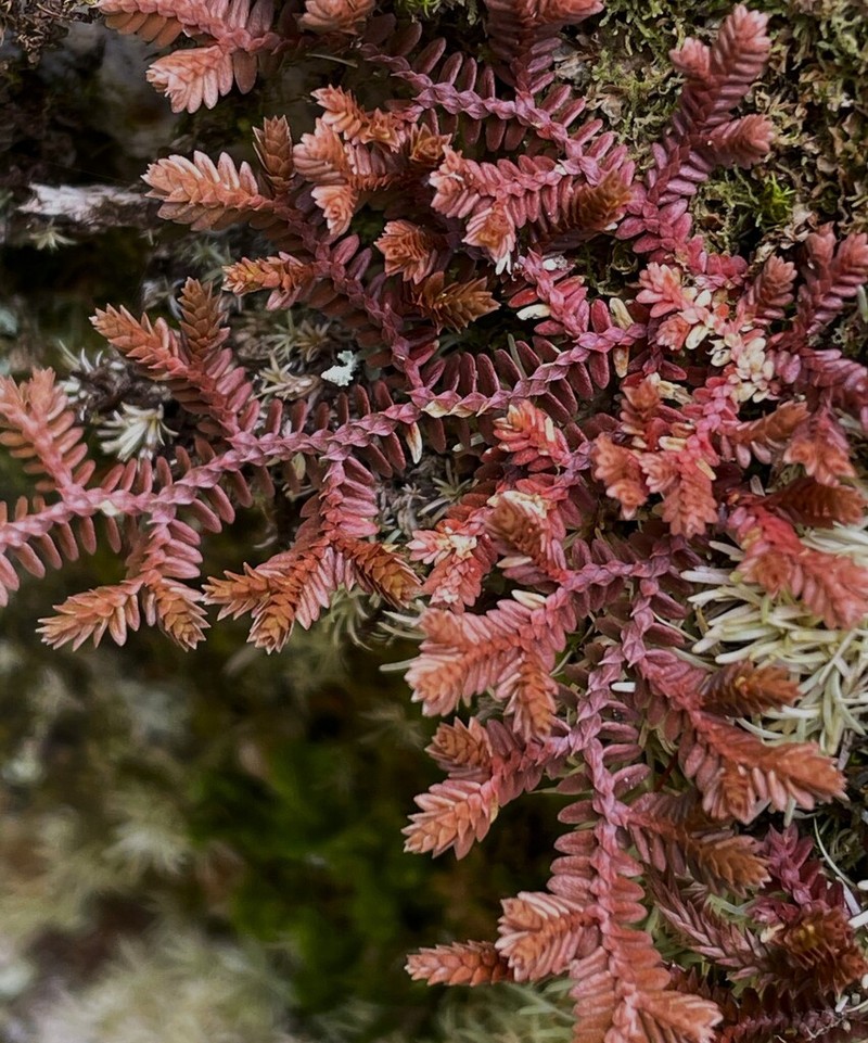 Selaginella revoluta photo 3