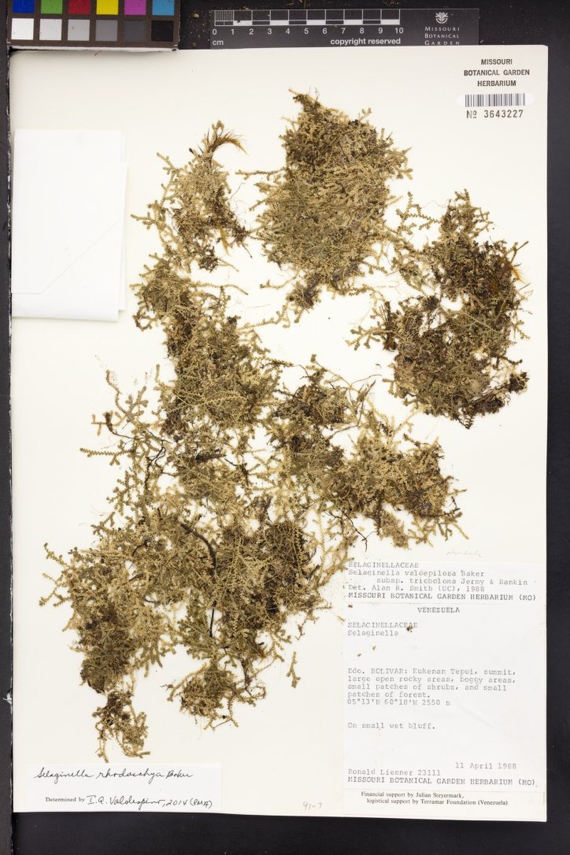 Selaginella rhodostachya