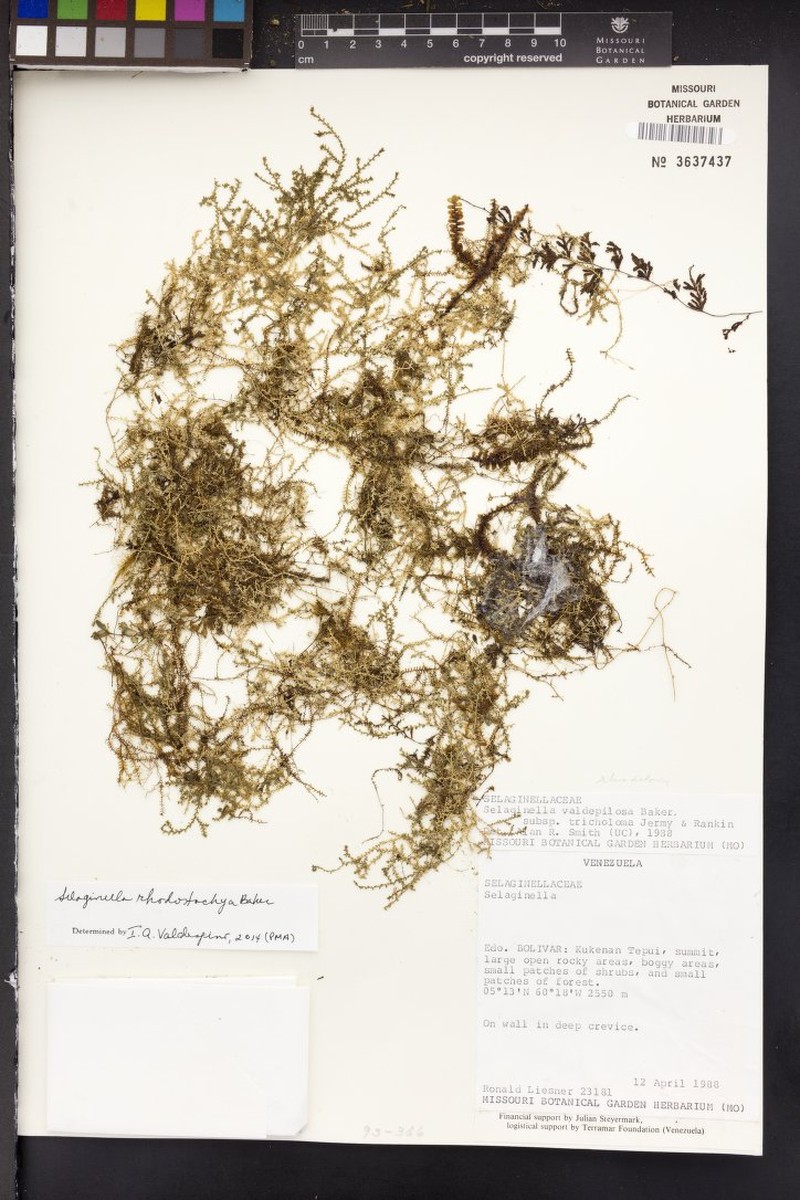 Selaginella rhodostachya photo 2