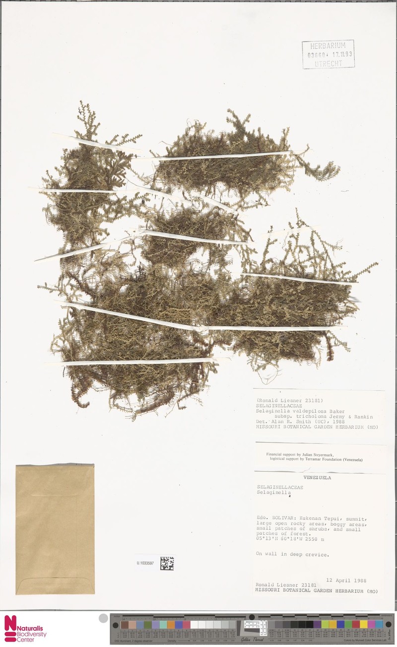 Selaginella rhodostachya photo 3