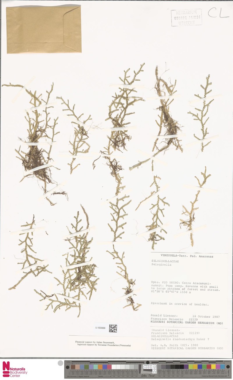 Selaginella rhodostachya photo 4