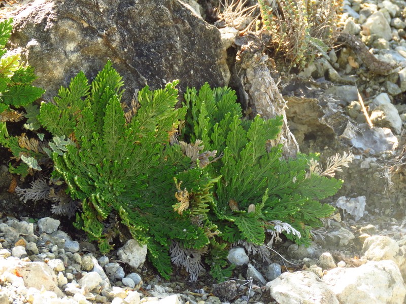 Selaginella ribae