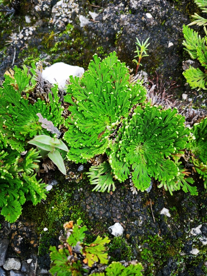 Selaginella ribae photo 2