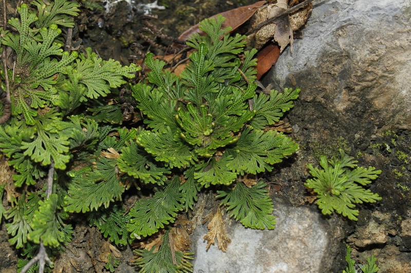 Selaginella ribae photo 3