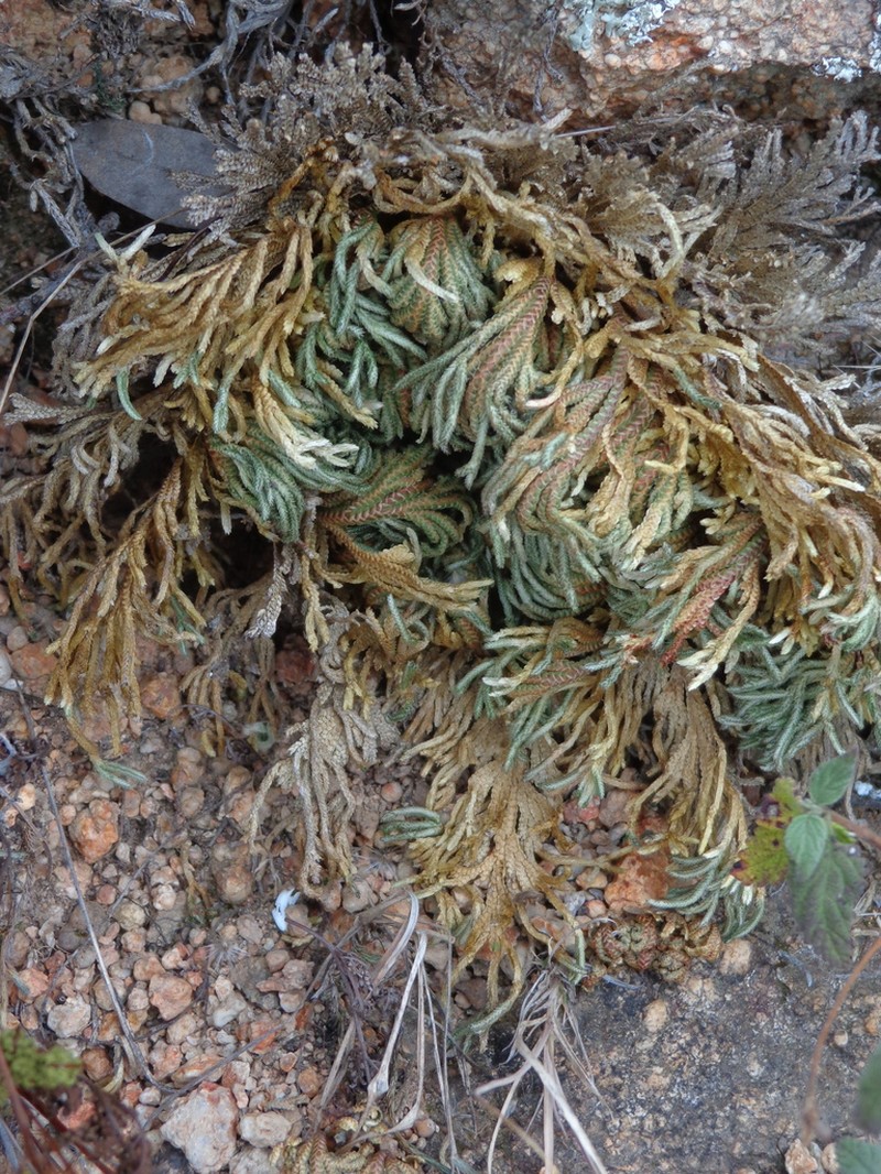 Selaginella ribae photo 4