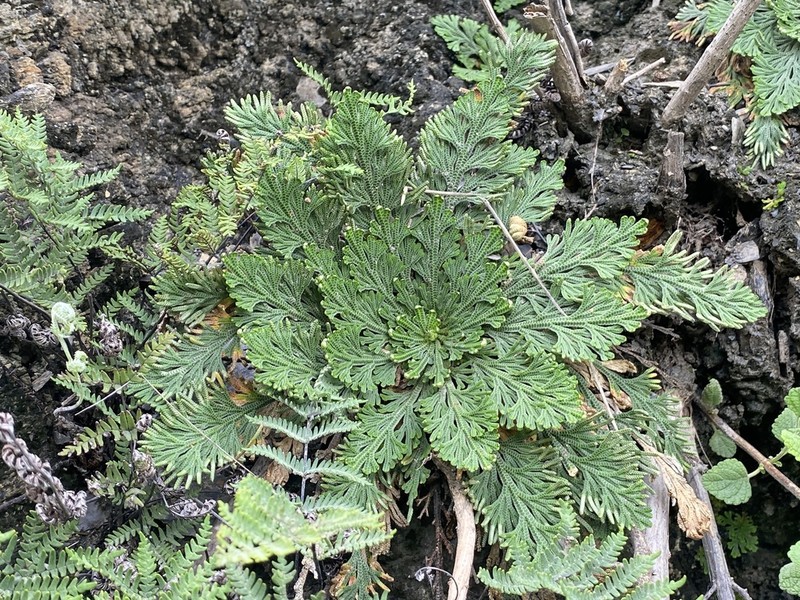 Selaginella ribae photo 5