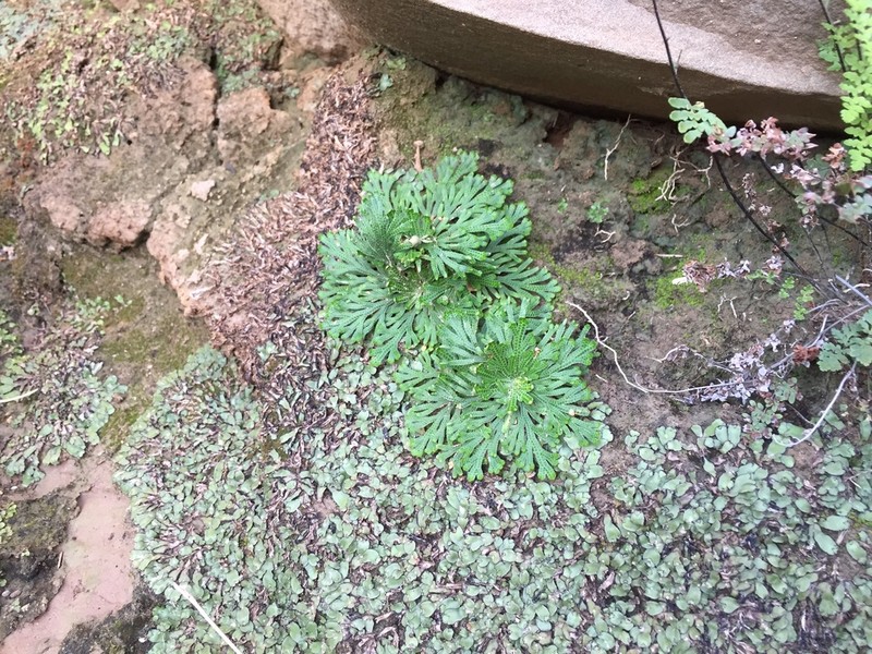 Selaginella ribae photo 6