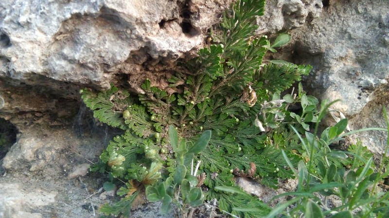 Selaginella ribae photo 7