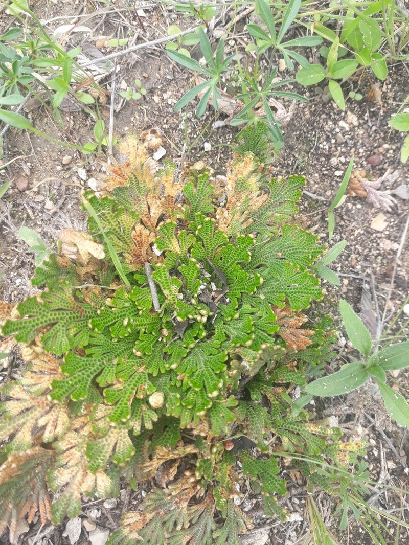 Selaginella ribae photo 8