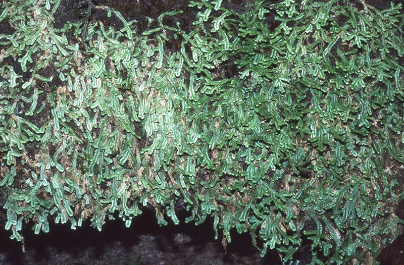 Selaginella ridleyi