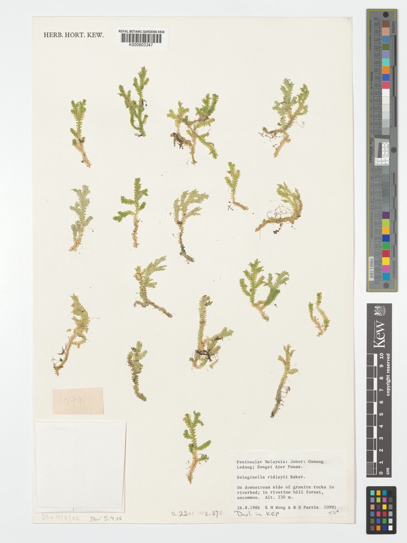 Selaginella ridleyi photo 3