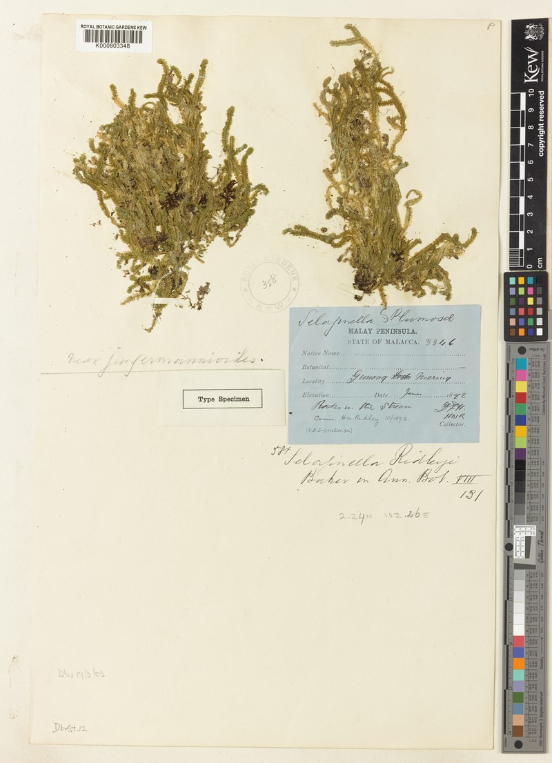 Selaginella ridleyi photo 5