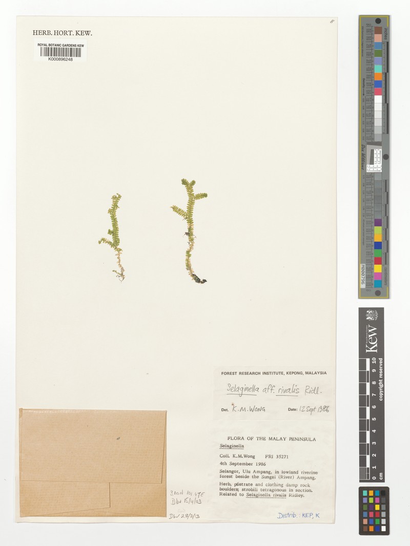 Selaginella rivalis