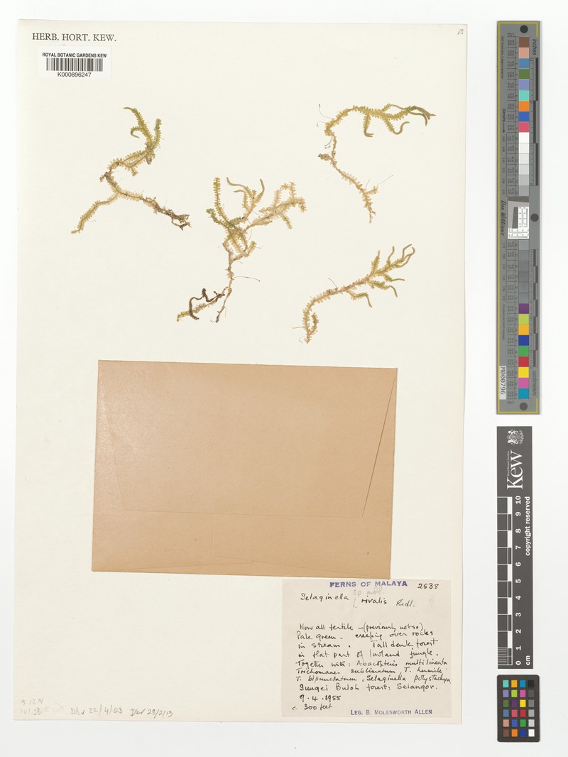Selaginella rivalis photo 2