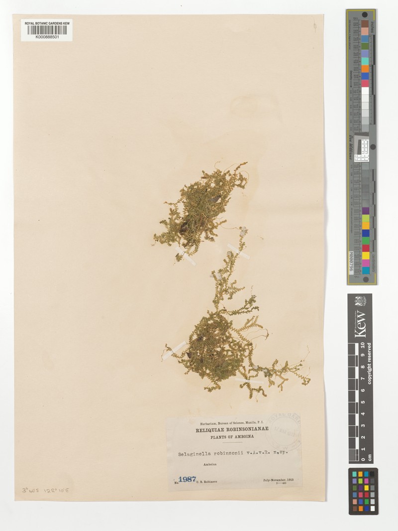 Selaginella robinsonii photo 2