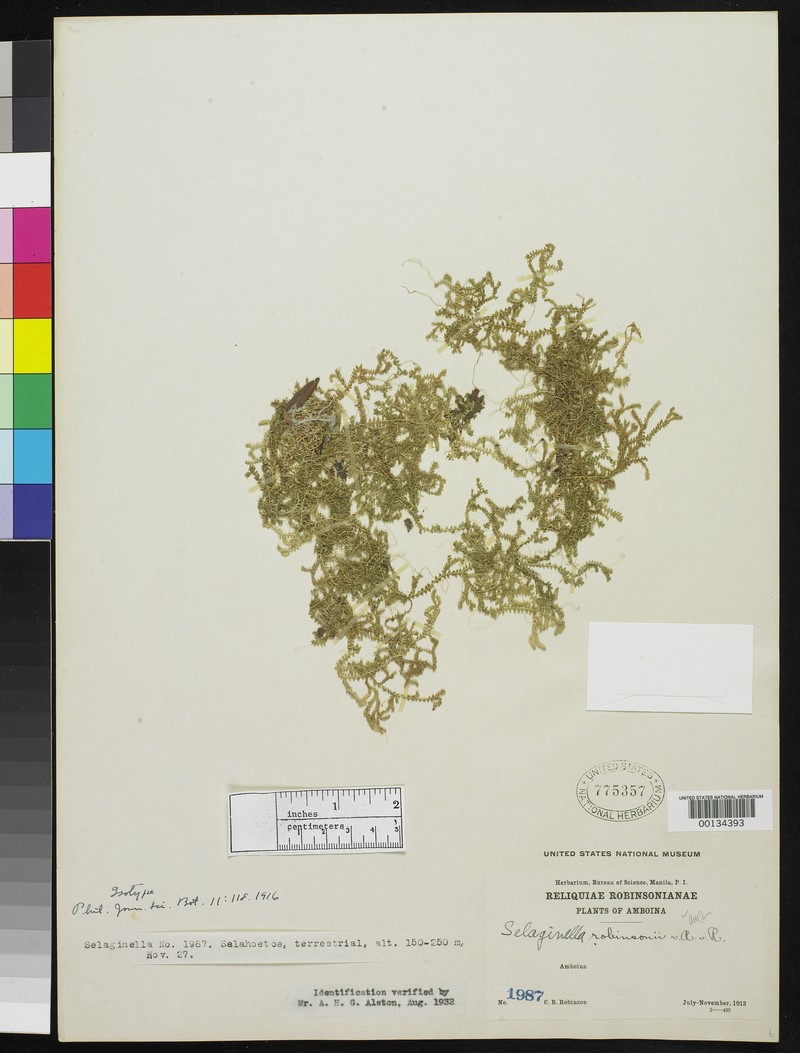 Selaginella robinsonii