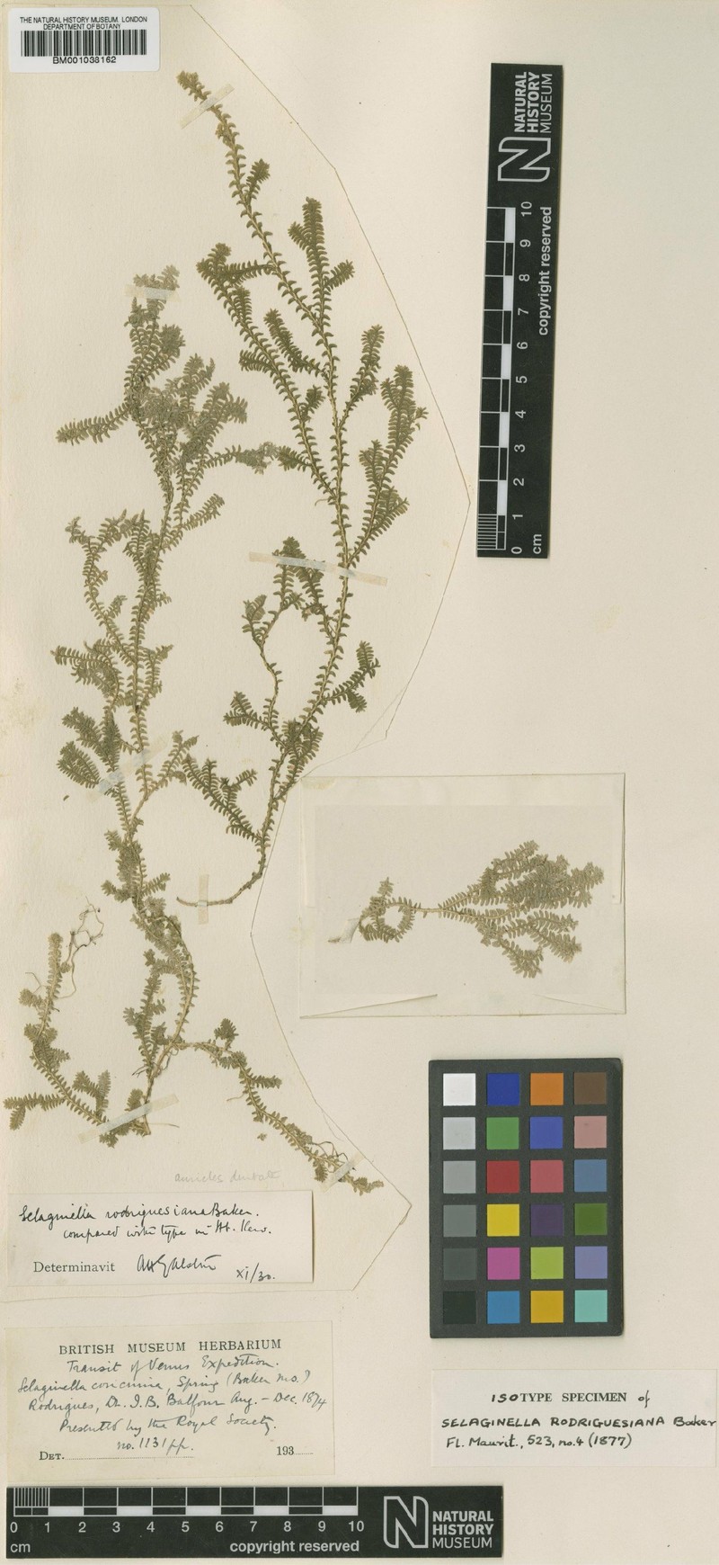 Selaginella rodriguesiana photo 2