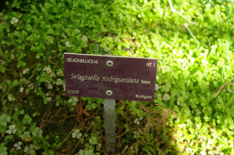 Selaginella rodriguesiana