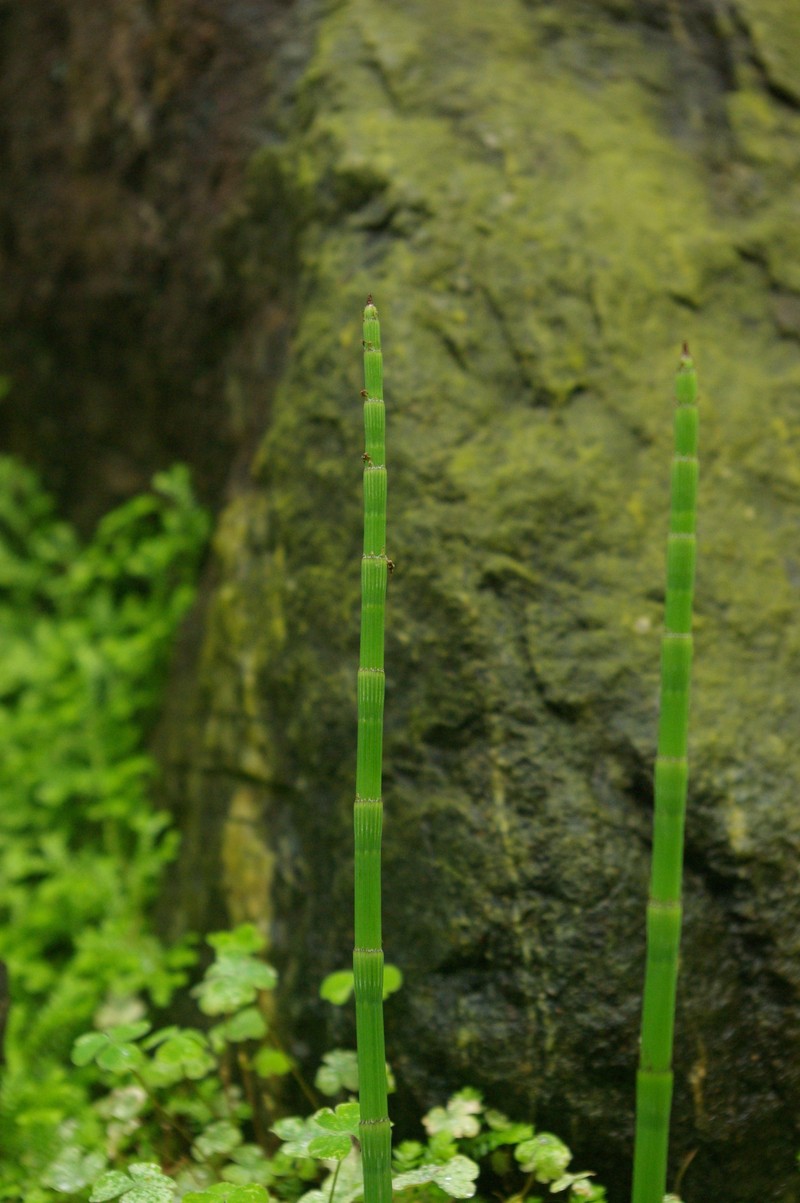 Selaginella rodriguesiana photo 3