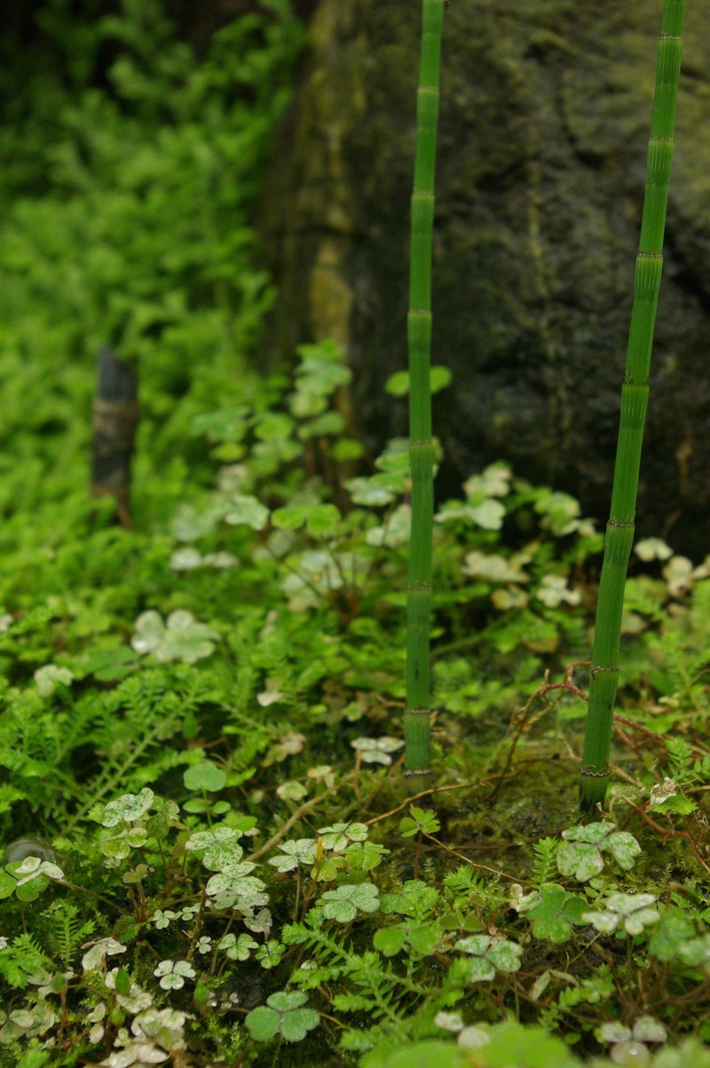 Selaginella rodriguesiana photo 4