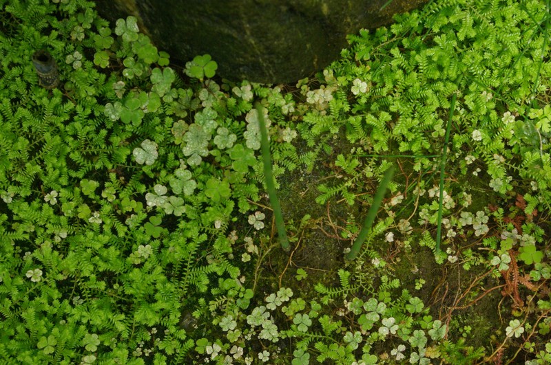 Selaginella rodriguesiana photo 5
