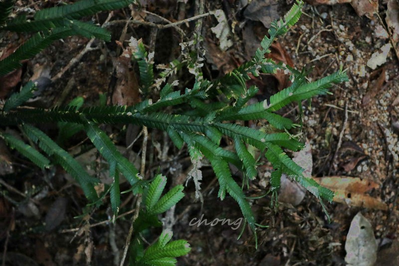Selaginella rolandi-principis