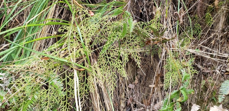 Selaginella rolandi-principis photo 2