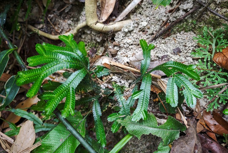 Selaginella rolandi-principis photo 3