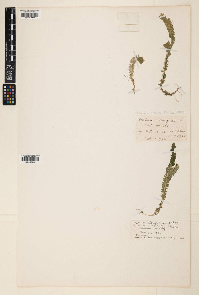 Selaginella rolandi-principis photo 4