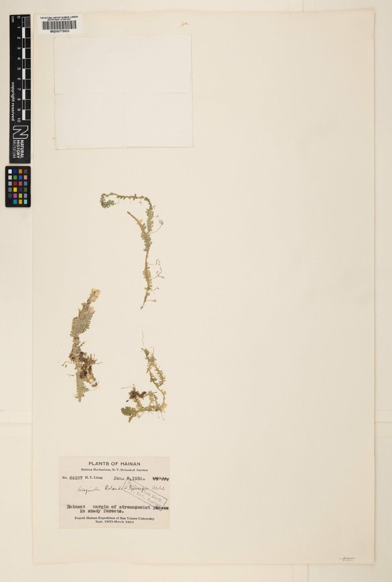 Selaginella rolandi-principis photo 5