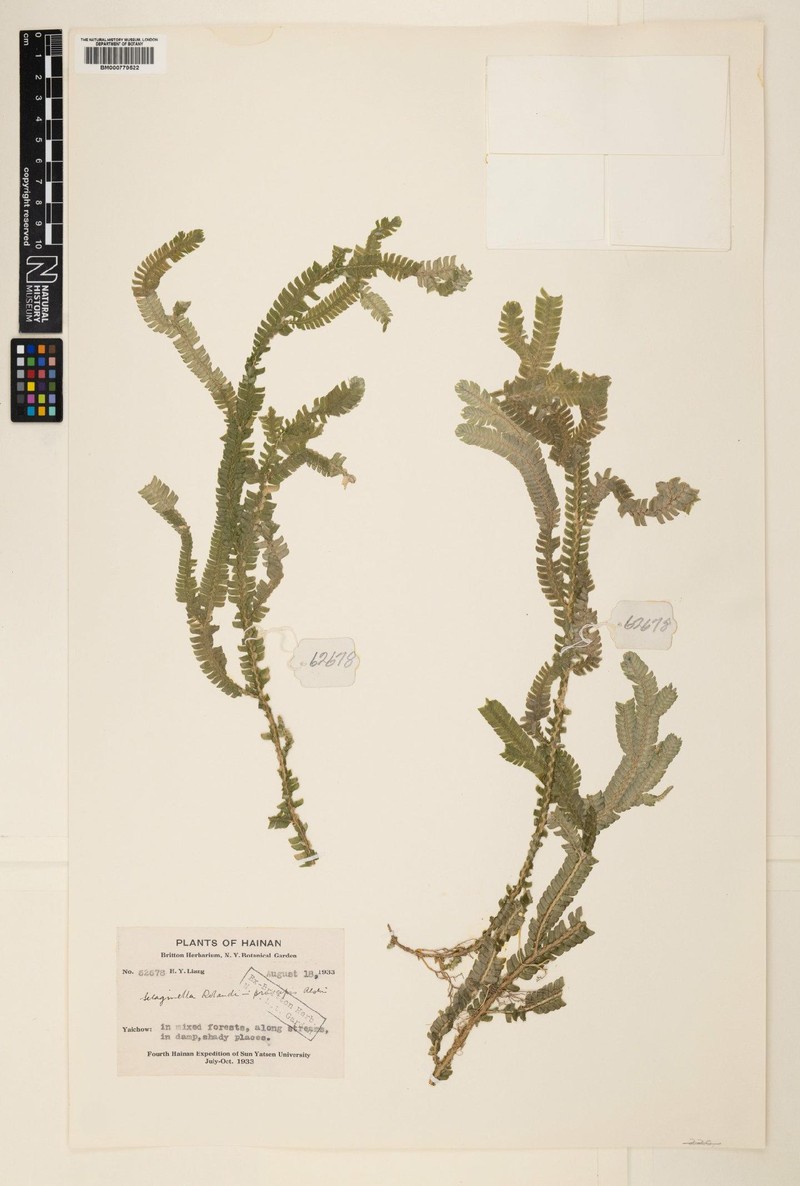 Selaginella rolandi-principis photo 6